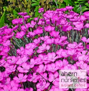 Dianthus Beauties Kahori