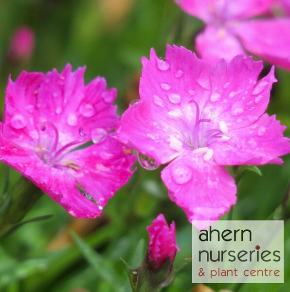 Dianthus Beauties Kahori - image 2