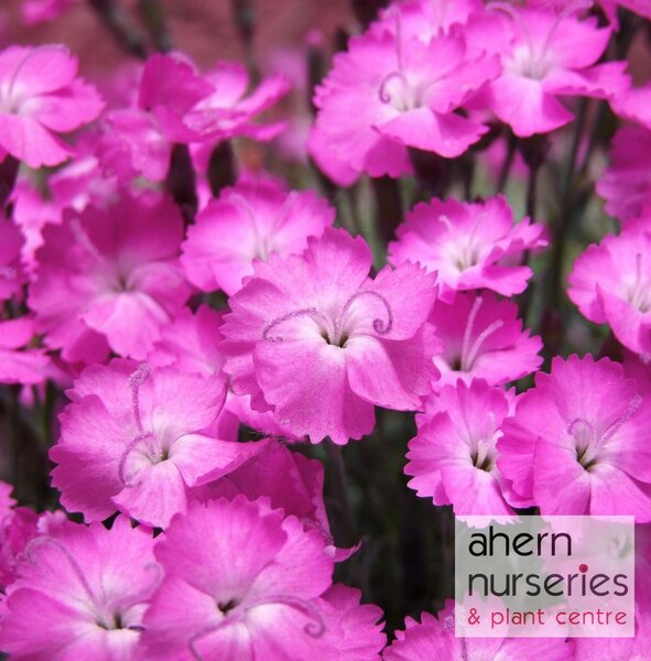 Dianthus Beauties Kahori - image 1