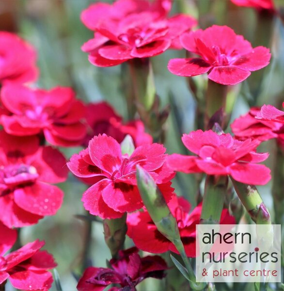 Dianthus Oscar Cherry - image 1