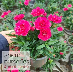 Dianthus Oscar Cherry - image 2