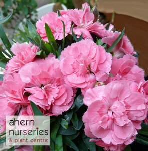 Dianthus Oscar Pink