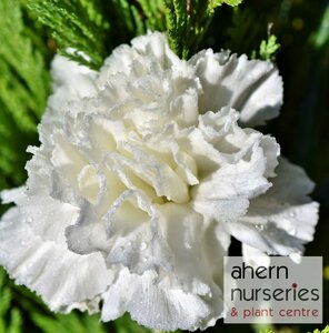 Dianthus Oscar White