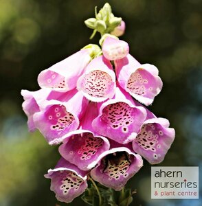 Digitalis Foxy Bee Mix - image 4