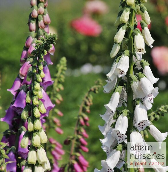 Digitalis Foxy Bee Mix - image 2