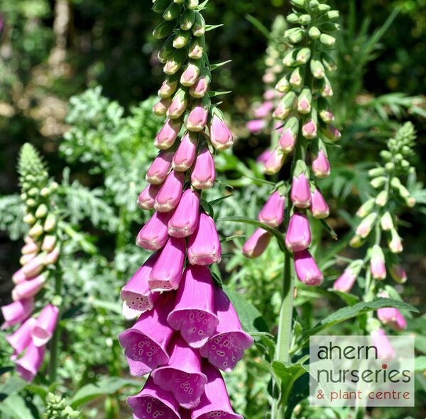 Digitalis Foxy Bee Mix - image 1