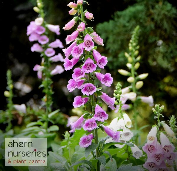 Digitalis Foxy Bee Mix - image 3