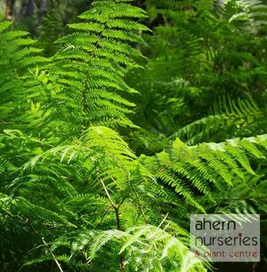 Dryopteris wallicchiana - image 1