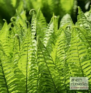 Dryopteris wallicchiana - image 2