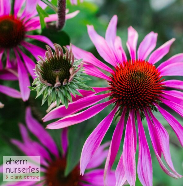 Echinacea Magnus Superior - image 1