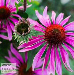 Echinacea Magnus Superior - image 1