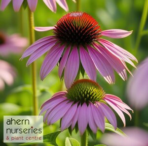 Echinacea Magnus Superior - image 3