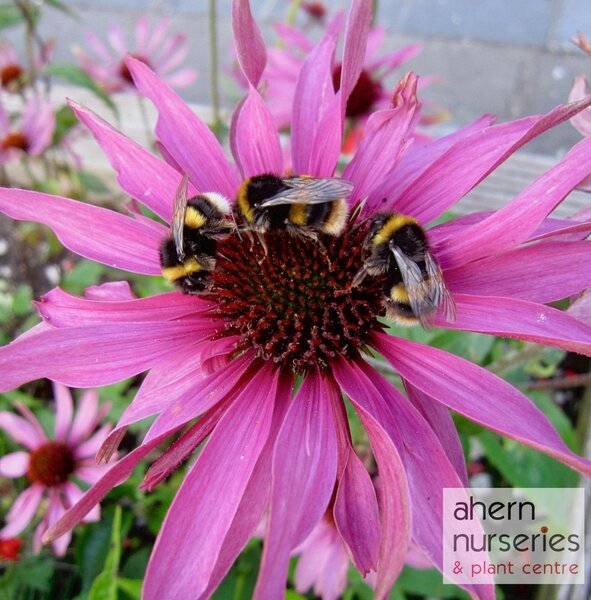 Echinacea Magnus Superior - image 2