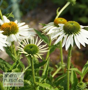 Echinacea White Swan - image 2