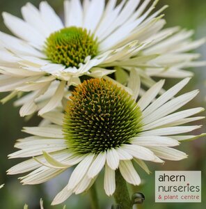 Echinacea White Swan - image 1