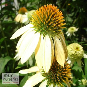 Echinacea White Swan - image 3