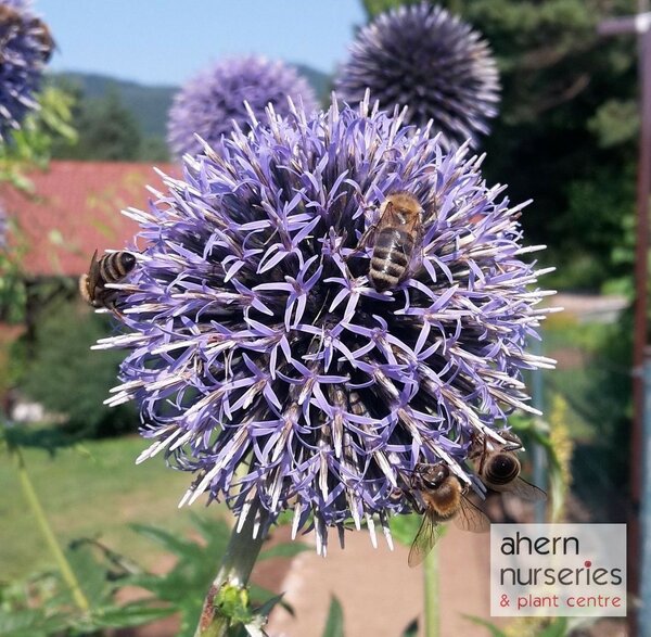 Echinops ritro Veitch's Blue - image 3