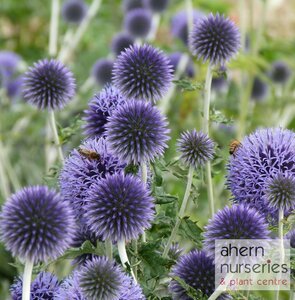 Echinops ritro Veitch's Blue - image 2