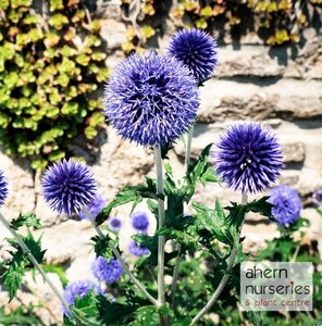 Echinops ritro Veitch's Blue - image 1