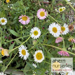 Erigeron karvinskianus Profusion - image 1