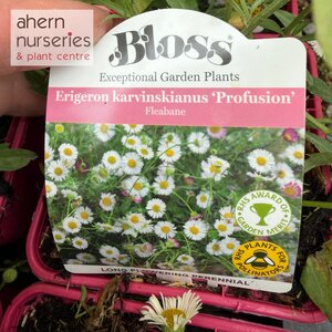 Erigeron karvinskianus Profusion - image 2