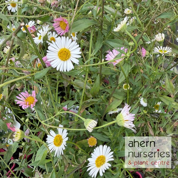 Erigeron karvinskianus Profusion - image 3
