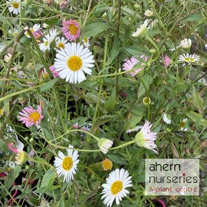 Erigeron karvinskianus Profusion - image 3