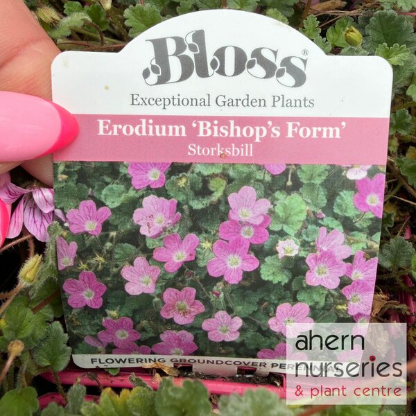 Erodium Bishops Form - image 1
