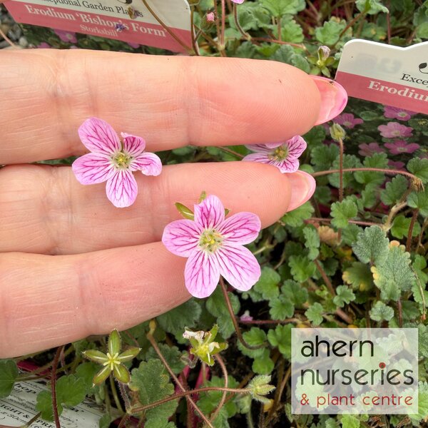 Erodium Bishops Form - image 2