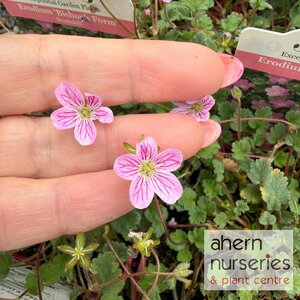 Erodium Bishops Form - image 2