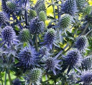 Eryngium Blue Hobbit