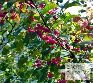 Euonymus europaeus - Native Spindle - 60cm-90cm - image 3