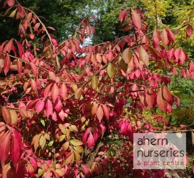 Euonymus europaeus - Native Spindle - 60cm-90cm - image 1