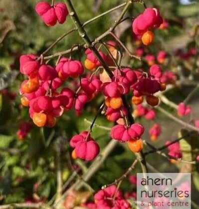 Euonymus europaeus - Native Spindle - 60cm-90cm - image 2