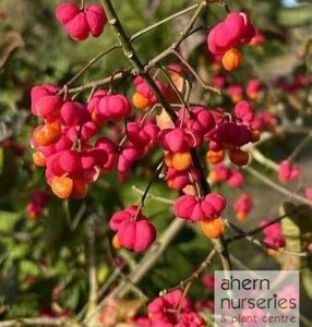 Euonymus europaeus - Native Spindle - 60cm-90cm - image 2