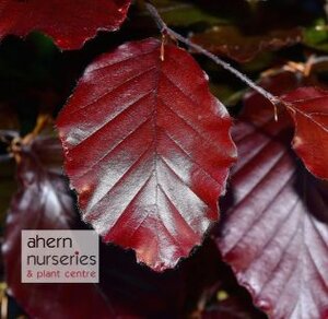 Fagus syl. Atropunicea - Copper Beech - 60cm-80cm - image 1