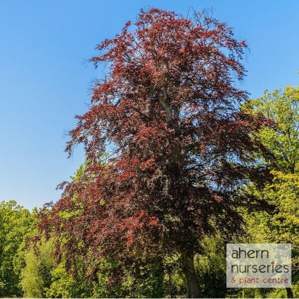 Fagus syl. Atropunicea - Copper Beech - 60cm-80cm - image 2