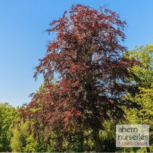 Fagus syl. Atropunicea - Copper Beech - 60cm-80cm - image 2