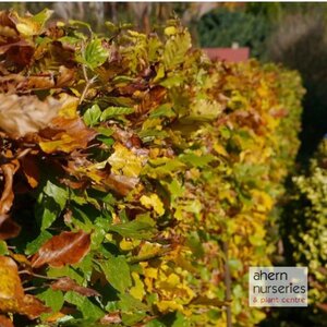 Fagus sylvatica - Green Beech - 60cm-80cm - image 1