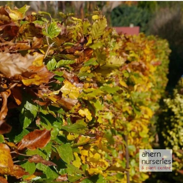 Fagus sylvatica - Green Beech - 60cm-80cm - image 2