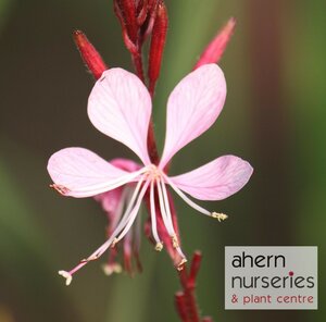 Gaura Pink Bouquet - image 1