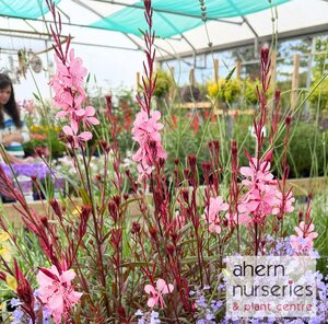 Gaura Pink Bouquet - image 2
