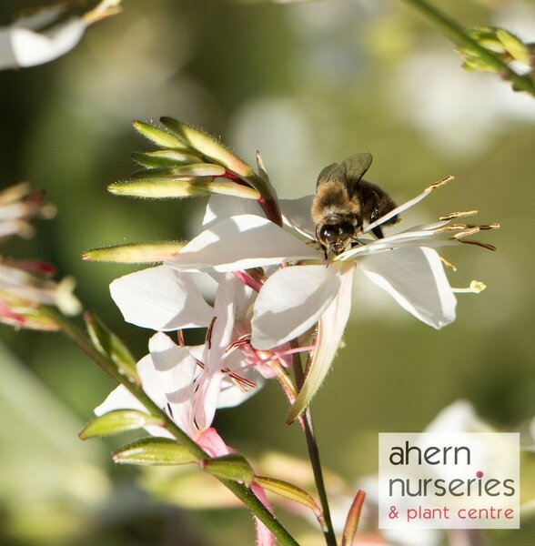 Gaura Sparkle White - image 2