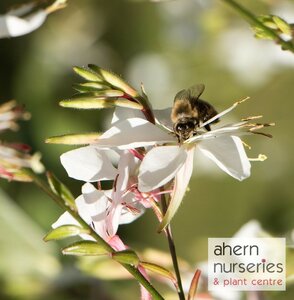Gaura Sparkle White - image 2