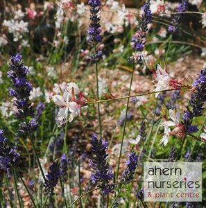Gaura Sparkle White - image 3