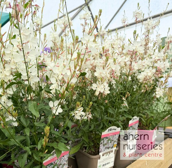 Gaura Sparkle White - image 1