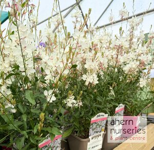 Gaura Sparkle White - image 4