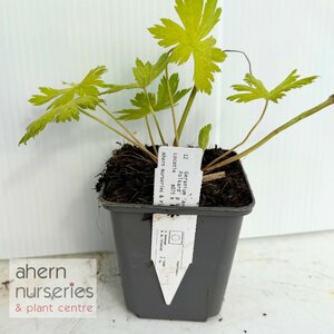 Geranium Ann Follkard - image 3