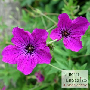 Geranium Ann Follkard - image 2