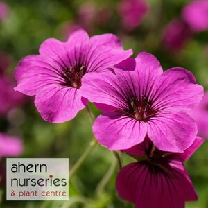 Geranium Ann Follkard - image 1